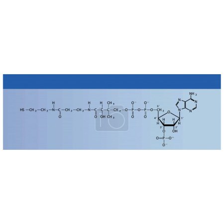 Illustration for Structure of Coenzyme A biomolecule, co factor skeletal structure diagram on on blue background. Scientific diagram vector illustration. - Royalty Free Image