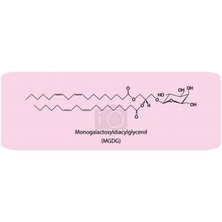 Ilustración de Monogalactosyldiacylglycerol (MGDG) ilustración de vectores de strcuture molecular. Diagrama científico del componente de memebrana de cloroplasto sobre fondo rosa. Ilustración vectorial. - Imagen libre de derechos