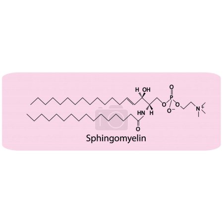 Illustration for Structure of Sphingomyelin biomolecule, skeletal structure diagram on on blue background. Scientific diagram vector illustration. - Royalty Free Image