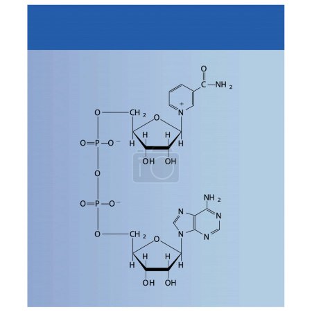 Téléchargez les illustrations : Structure du NAD + (Nicotinamide adénine dinucléotide - diagramme de structure squelettique schématique biomolécule sur fond bleu. Illustration vectorielle de diagramme scientifique. - en licence libre de droit