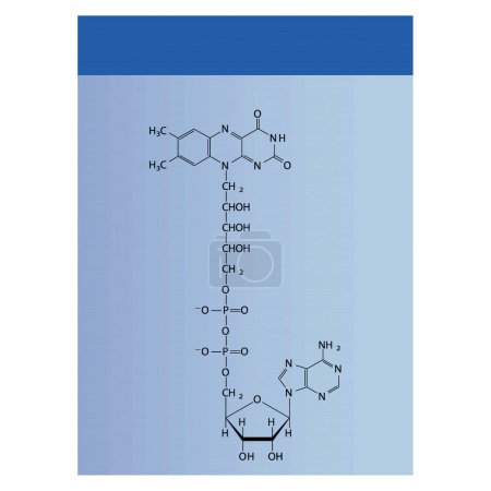 Ilustración de Estructura de la biomolécula FAD (Dinucleótido de Adenina Flavin), diagrama de estructura esquelética sobre fondo azul. Diagrama científico vector ilustración. - Imagen libre de derechos