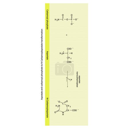 Illustration for Biotransformation of Aspratate and carbamoyl phosphate to N-Carbamoylaspratate via enzymatic synthesis. Skeletal formula diagram showing metabolism of biochemical molecules for science and education.  vertical orientation. yellow. - Royalty Free Image