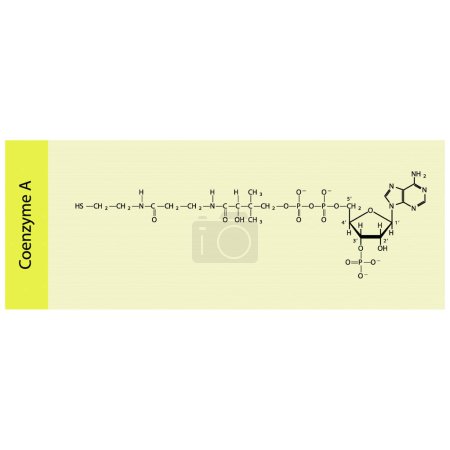 Illustration for Structure of Coenzyme A biomolecule, co factor skeletal structure diagram on on yellow background. Scientific diagram vector illustration. - Royalty Free Image