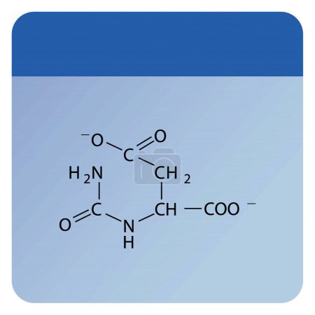 Illustration for N-Carbamoylaspartate skeletal forumal. Amino acid derivative structure diagram on on blue background. - Royalty Free Image