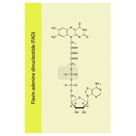Téléchargez les illustrations : Structure de la biomolécule FAD (Flavin Adenine Dinucleotide), diagramme de structure squelettique sur fond jaune. Illustration vectorielle de diagramme scientifique. - en licence libre de droit