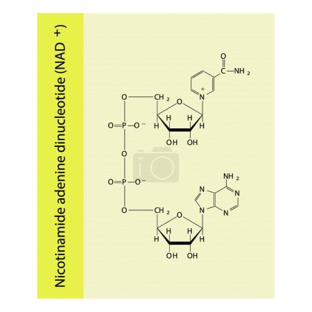 Illustration for Structure of NAD+ (Nicotinamide adenine dinucleotide - biomolecule schemiatic skeletal structure diagram on on yellow background. Scientific diagram vector illustration. - Royalty Free Image