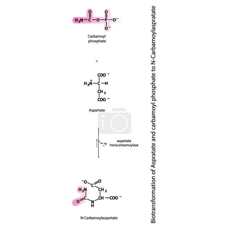 Illustration for Biotransformation of Aspratate and carbamoyl phosphate to N-Carbamoylaspratate via enzymatic synthesis. Skeletal formula diagram showing metabolism of biochemical molecules for science and education.  vertical orientation. black and white. - Royalty Free Image
