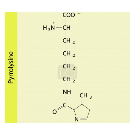 Illustration for Pyrrolysine skeletal forumal. Amino acid derivative structure diagram on on yellow background. - Royalty Free Image