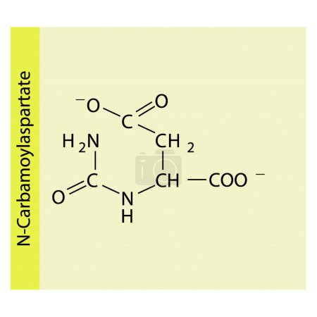 Illustration for N-Carbamoylaspartate skeletal forumal. Amino acid derivative structure diagram on on yellow background. - Royalty Free Image