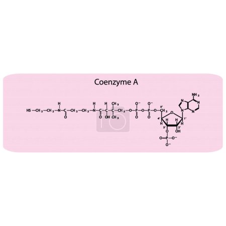Illustration for Structure of Coenzyme A biomolecule, co factor skeletal structure diagram on on pink background. Scientific diagram vector illustration. - Royalty Free Image