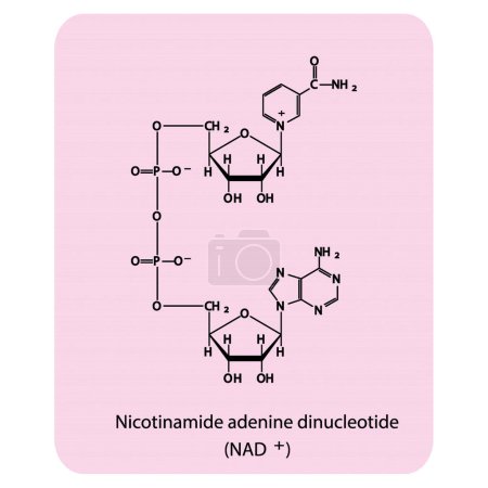 Téléchargez les illustrations : Structure du NAD + (Nicotinamide adénine dinucléotide - diagramme de structure squelettique schématique biomolécule sur fond rose. Illustration vectorielle de diagramme scientifique. - en licence libre de droit