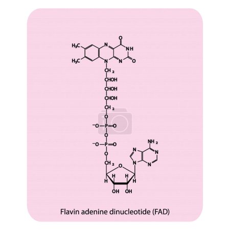 Ilustración de Estructura de la biomolécula FAD (Dinucleótido de Adenina Flavin), diagrama de estructura esquelética sobre fondo rosa. Diagrama científico vector ilustración. - Imagen libre de derechos