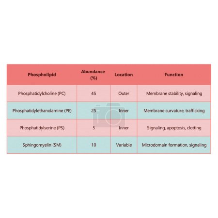 Ilustración de Tabla que muestra los tipos de fosfolípidos, abundancia de membrana y ubicación y función, incluyendo PC, PE, PS, SM. Ilustración vectorial científica azul y rosa. - Imagen libre de derechos