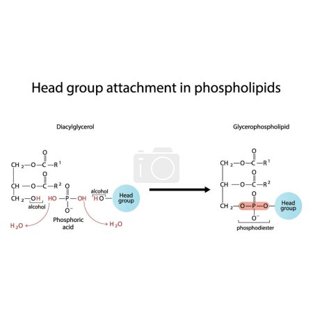 Ilustración de Diagrama de unión del grupo Head en fosfolípidos: conversión de diacilglicerol a glicerofosfolípido, reacción de los grupos alcohólicos. Ilustración del vector científico. - Imagen libre de derechos
