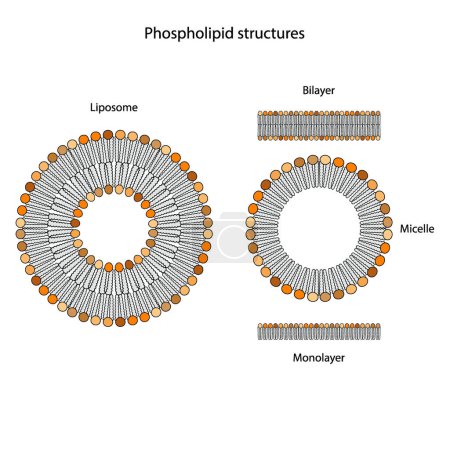 Illustration for Diagram showing phospholipid structures - Liposome, micelle, monolayer and bilayer - non polar tails and polar heads. Yellow scientific vector illustration. - Royalty Free Image