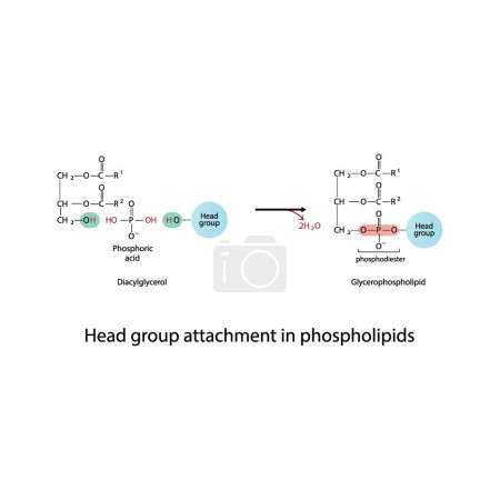 Illustration for Diagram of Head group attachment in phospholipids - Diacylglycerol conversion to Glycerophospholipid, reaction of alcohol groups.  Scientific vector illustration. - Royalty Free Image