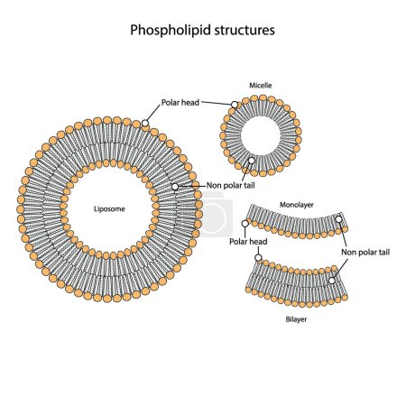 Illustration for Diagram showing phospholipid structures - Liposome, micelle, monolayer and bilayer. Blue scientific vector illustration. - Royalty Free Image