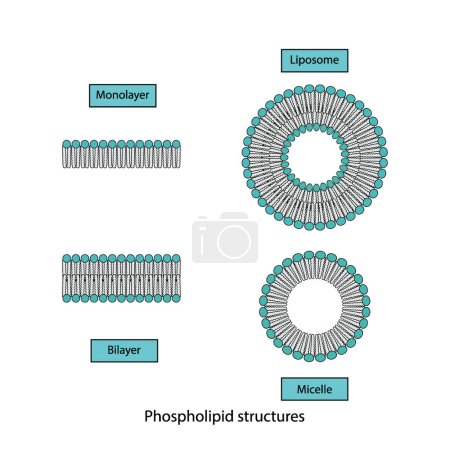 Illustration for Diagram showing phospholipid structures - Liposome, micelle, monolayer and bilayer - non polar tails and polar heads. Blue scientific vector illustration. - Royalty Free Image