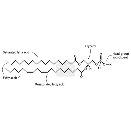 Illustration for Diagram showing schematic molecular structure of Glycerophospholipids - including fatty acid, head group, glycerol and substituent Blue Scientific vector illustration. - Royalty Free Image