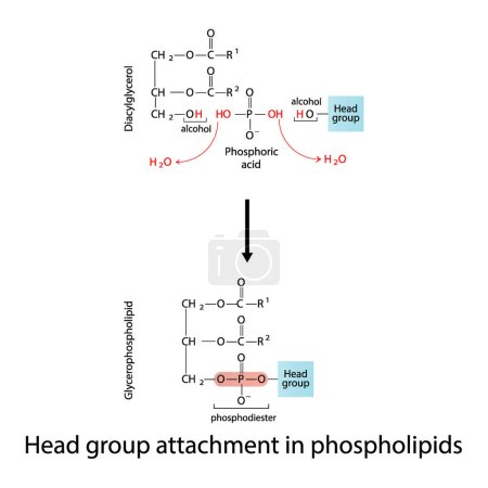 Illustration for Diagram of Head group attachment in phospholipids - Diacylglycerol conversion to Glycerophospholipid, reaction of alcohol groups.  Scientific vector illustration. - Royalty Free Image