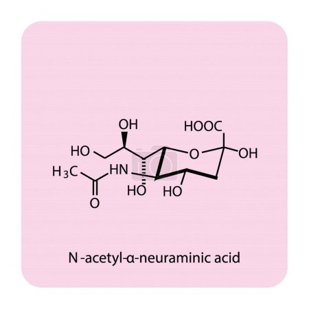 Illustration for Molecular structure diagram of N-acetyl-neuraminic acid (Neu5Ac) - a sialic acid. yellow Scientific vector illustration. - Royalty Free Image