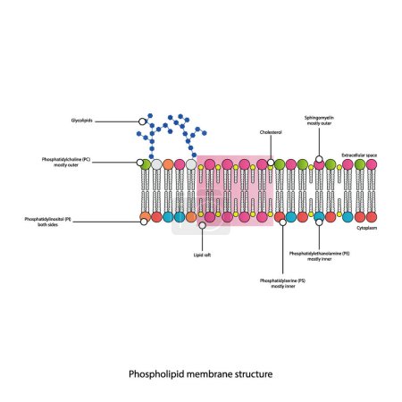 Téléchargez les illustrations : Diagrammes montrant la structure schématique de la membrane cytoplasmatique, y compris les phospholipides (PE, PC, PS, sphingomyéline) glycolipides, cholestérol, radeau lipidique. Illustration vectorielle scientifique colorée. - en licence libre de droit