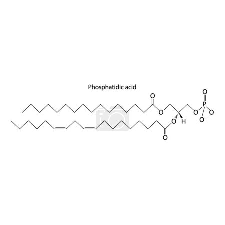 Illustration for Diagram showing schematic molecular structure of Phosphatidic acid  Scientific vector illustration. - Royalty Free Image