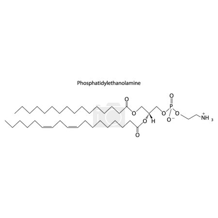 Illustration for Diagram showing schematic molecular structure of Phosphatidylethanolamine  Scientific vector illustration. - Royalty Free Image