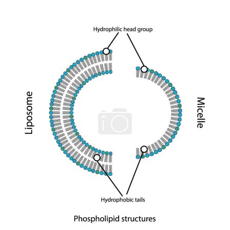 fosfolipidas