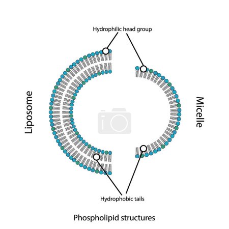 Téléchargez les illustrations : Diagramme montrant les structures phospholipidiques - liposome, micelle, monocouche et bicouche - queues non polaires et têtes polaires. Illustration vectorielle scientifique bleue. - en licence libre de droit