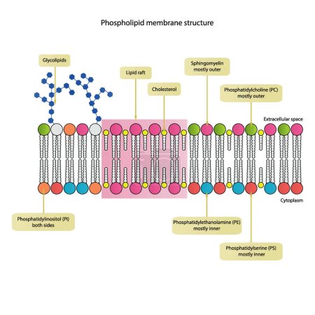 Illustration for Diagrams showing schematic structure of cytoplasmatic membrane, including phospholipids (PE, PC, PS, sphingomyelin) glycolipids, cholesterol, lipid raft. Colorful scientific vector illustration. - Royalty Free Image