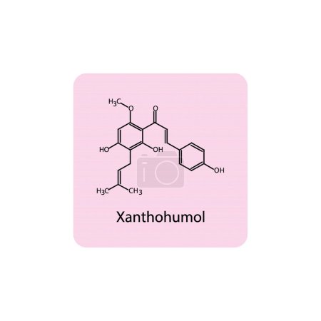 Schéma de structure squelettique du xanthohumol Illustration scientifique de molécule de composé flavonoïde prénylée sur fond rose.