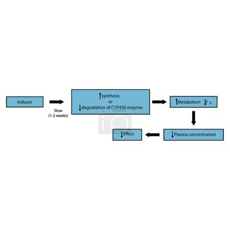Diagramm des Stoffwechselinduzierungsprozesses von Medikamenten - Wirkung auf die Synthese von CYP450-Enzymen, Drogenstoffwechsel, Halbwertszeit, Plasmakonzentration und pharmakologische Wirkung. Einfache Darstellung des Flussdiagramms.