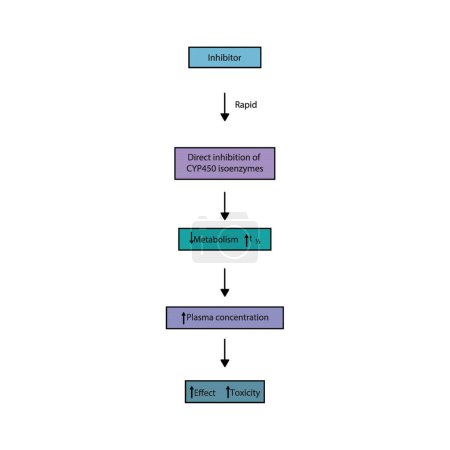 Diagrama del proceso del inhibidor del metabolismo de los fármacos: efecto sobre la síntesis de enzimas CYP450, metabolismo de los fármacos, semivida, concentración plasmática y efecto farmacológico. Ilustración de diagrama de flujo simple.