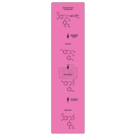 Diagramm zur biochemischen Umwandlung von Lignanen in Enterolacton und Enterodiol - Skelettformel wissenschaftliche Illustration. Chemische Biotransformation.