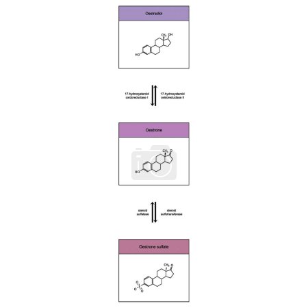 Schematische Darstellung der enzymatischen Transformation von Steroidhormonen - Östradiol zu Östradiol und Östradisulfat. biochemische metabolische endogene Reaktion.