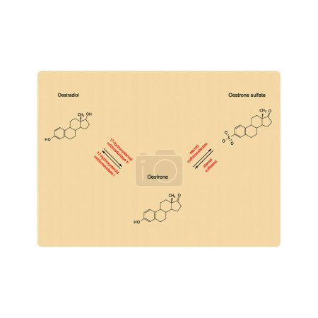 Illustration for Diagram showing enzymatic transformation of steroid hormones - Oestradiol to Oestrone and Oestrone sulpfate. biochemical metabolic endogenous reaction. - Royalty Free Image