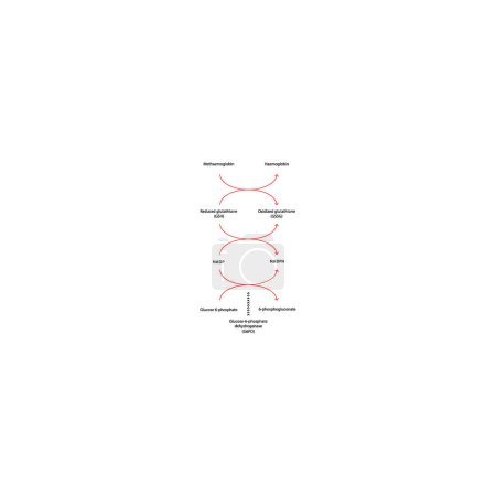 Ilustración de Diagrama que muestra la transformación enzimática de las hormonas esteroides: estradiol a estrona y sulfato de estrona. reacción endógena metabólica bioquímica. - Imagen libre de derechos