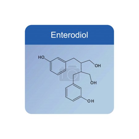 Diagram showing enzymatic transformation of steroid hormones - Oestradiol to Oestrone and Oestrone sulpfate. biochemical metabolic endogenous reaction.