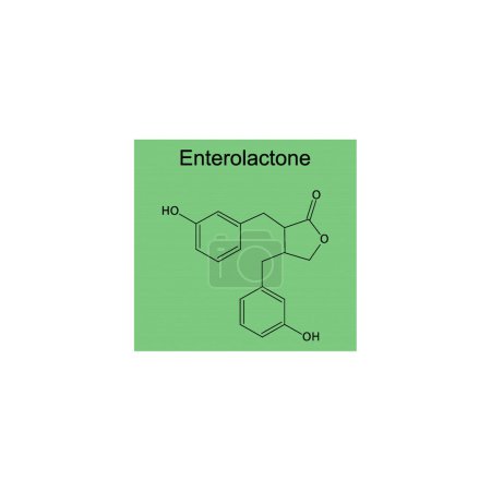 Diagrama que muestra la transformación enzimática de las hormonas esteroides: estradiol a estrona y sulfato de estrona. reacción endógena metabólica bioquímica.