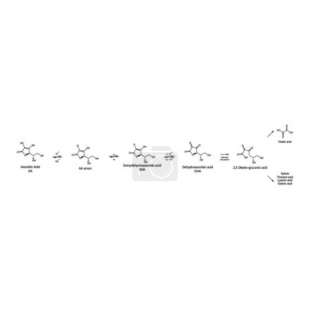 Diagramm zeigt den antioxidativen Mechanismus der Ascorbinsäure (Vitamin C) und ihren Stoffwechsel über Enzyme - Illustration biochemischer molekularer Prozesse der Skelettformel