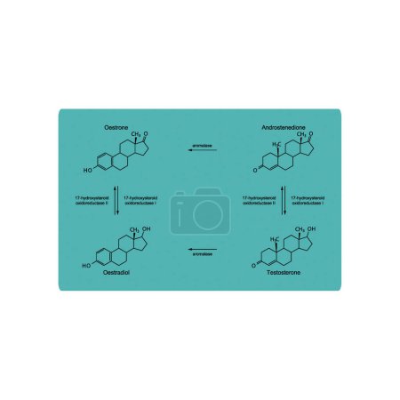 Téléchargez les illustrations : Diagramme montrant la transformation enzymatique des hormones stéroïdes - Osterone, Androstenedion, Testosterone, Oestradiol - via aromatase et réaction métabolique endogène biochimique de 17-hydroxystéroïde oxyréductase. - en licence libre de droit