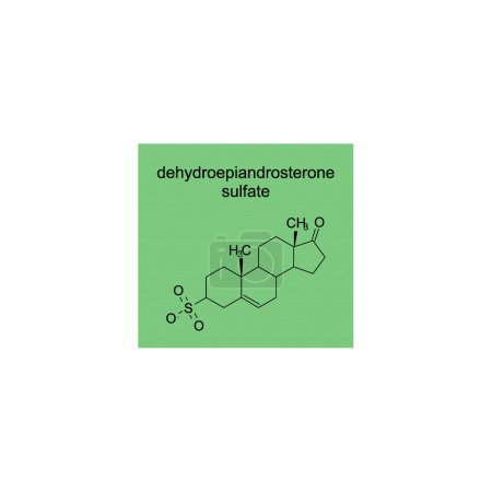 dehydroepiandrosterone sulfate skeletal structure diagram.Steroid hormone compound molecule scientific illustration on green background.