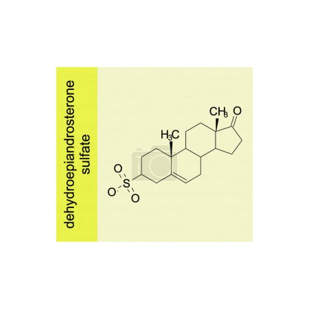 dehydroepiandrosterone sulfate skeletal structure diagram.Steroid hormone compound molecule scientific illustration on yellow background.
