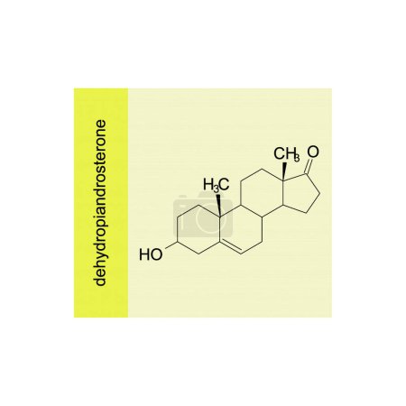 dehydropiandrosterone skeletal structure diagram.Steroid hormone compound molecule scientific illustration on yellow background.