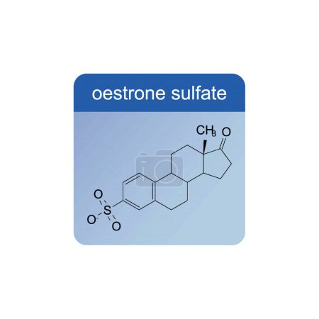 oestrone sulfate skeletal structure diagram.Steroid hormone compound molecule scientific illustration on blue background.