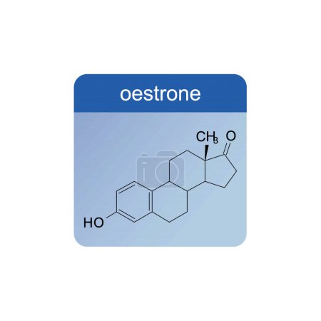 Schéma de structure squelettique de l'oestradiol Illustration scientifique de molécule de composé hormonal teroïde sur fond bleu.