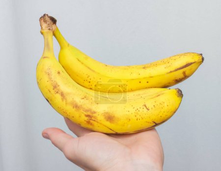 Two fresh bananas in a man's hand, ripe bananas hanging against a gray wall background