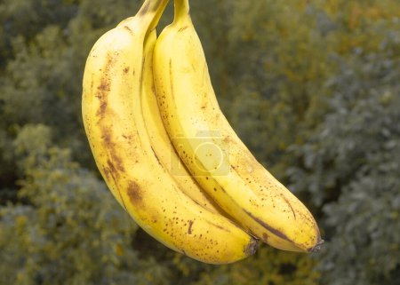 Two fresh bananas on a background of green foliage on a plantation, ripe bananas