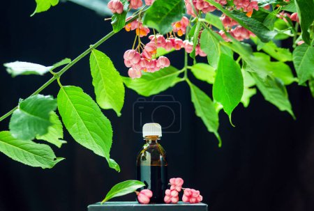 Heilöl im Glas mit Kräutern. Euonymus warty, homöopathische Pflanze, giftige Pflanze mit roten Beeren. Tops auf schwarzem Hintergrund. Vevey mit Beeren auf schwarzem Hintergrund. medizinische Beere
